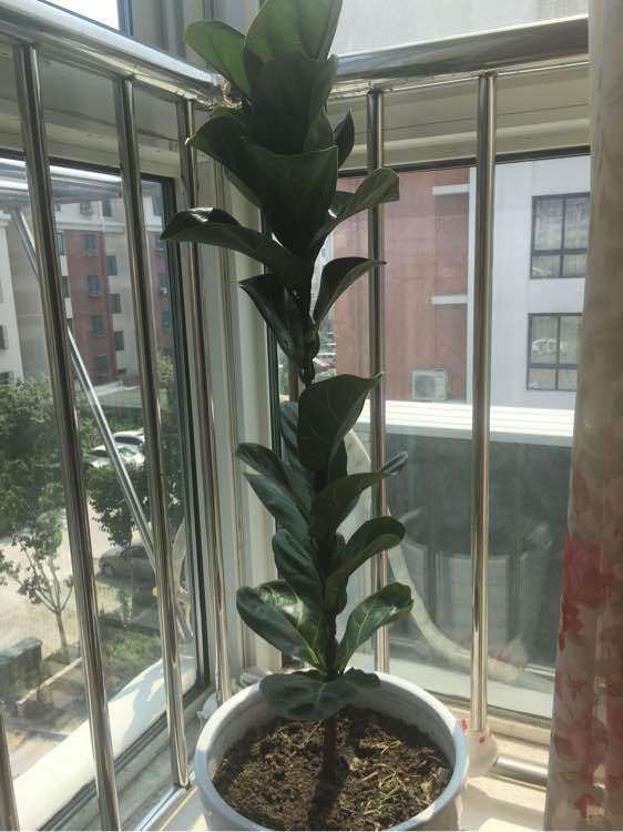 琴叶榕树盆景怎么摘叶比较好