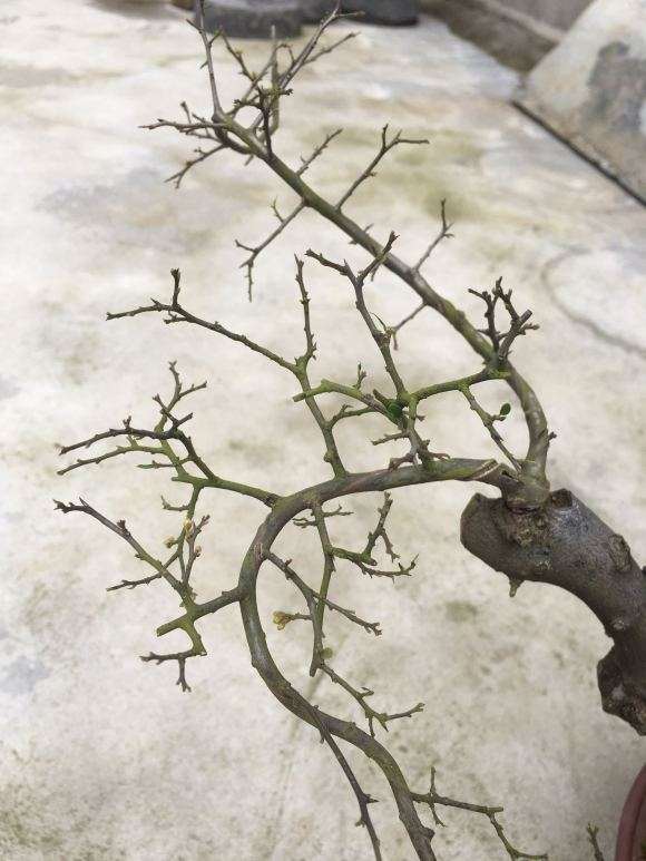 金弹子盆景摘叶会不会太迟了