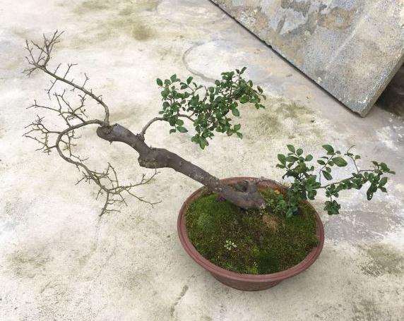 金弹子盆景摘叶会不会太迟了