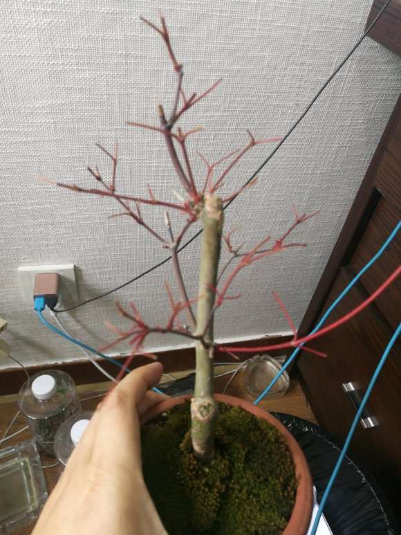 这个季节适合红枫下山桩摘叶吗