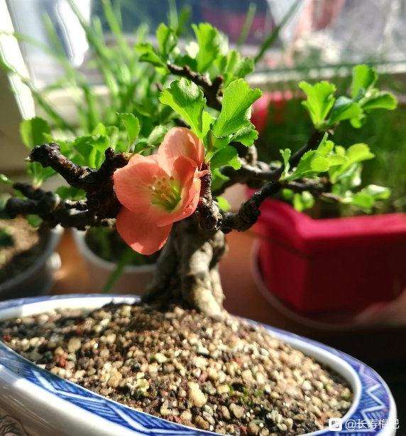 长寿梅盆景叶子 什么时候摘叶比较好