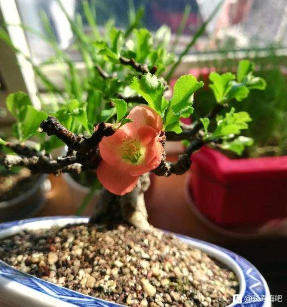 长寿梅盆景叶子 什么时候摘叶比较好