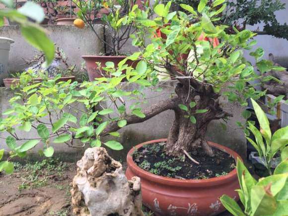 两个黄栌小下山桩 摘叶两周后 图片