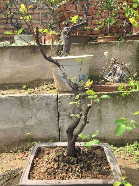 两个黄栌小下山桩 摘叶两周后 图片