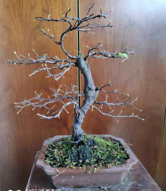 秋天金弹子盆景怎么摘叶的方法