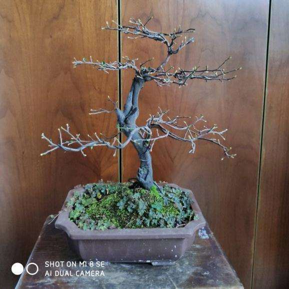 秋天金弹子盆景怎么摘叶的方法