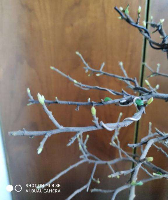 秋天金弹子盆景怎么摘叶的方法