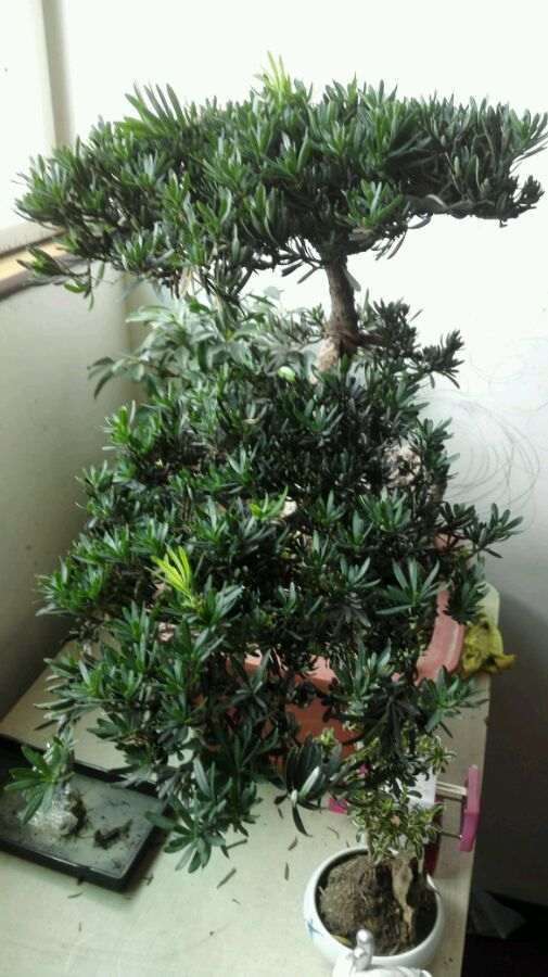 罗汉松盆景可以全树摘叶吗