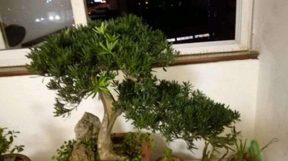 罗汉松盆景可以全树摘叶吗