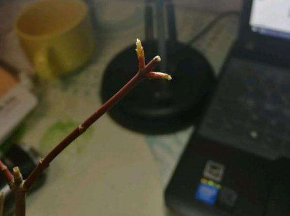 红枫下山桩带土移栽 摘叶后很快发芽