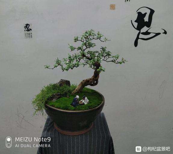 枸杞盆景摘叶快1个月 又开始发芽了