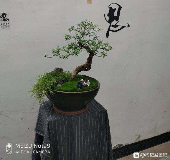 枸杞盆景摘叶快1个月 又开始发芽了