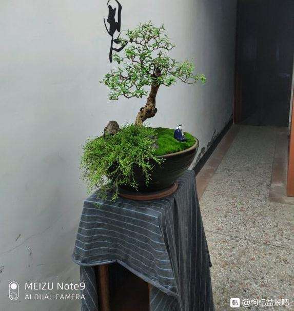 枸杞盆景摘叶快1个月 又开始发芽了