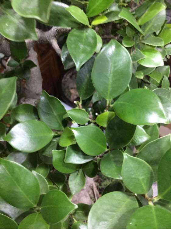 白皮榕树盆景可以摘叶吗