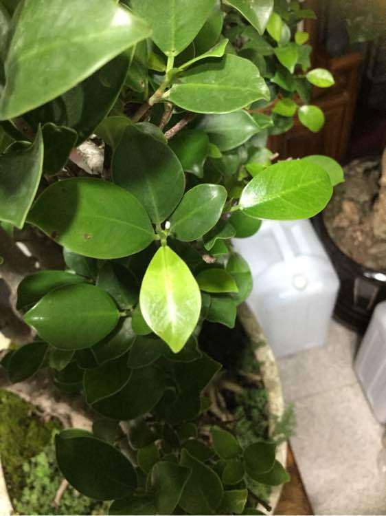 白皮榕树盆景可以摘叶吗