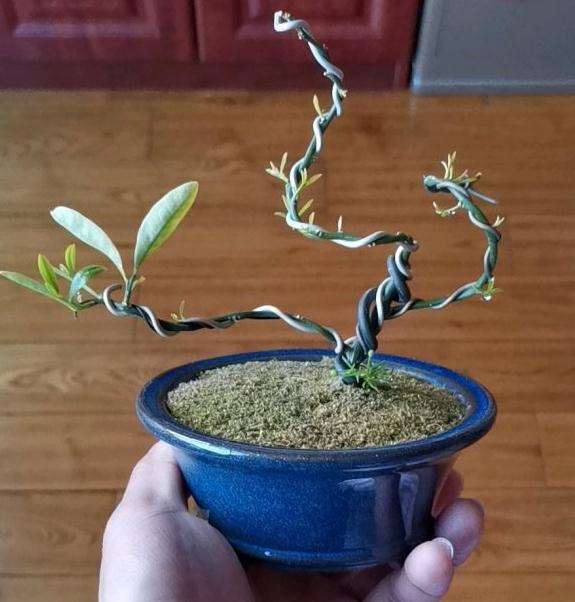 金豆盆景开春后 对它进行摘叶催芽