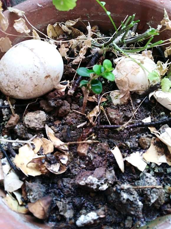 珍珠黄杨盆景苗摘叶不合适