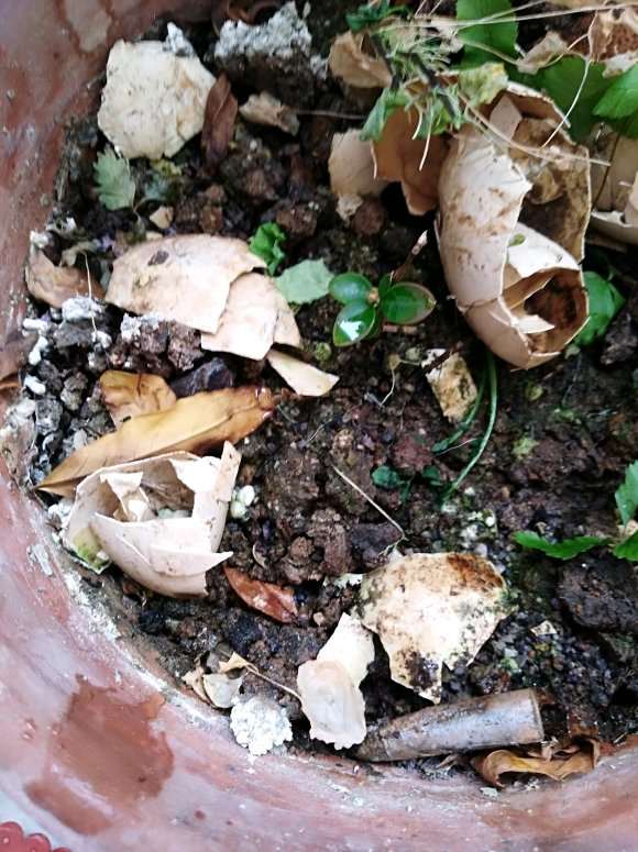 珍珠黄杨盆景苗摘叶不合适