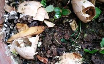 珍珠黄杨盆景苗摘叶不合适 就长小