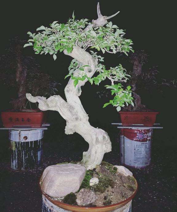 黄荆盆景第二次摘叶 还能生新叶吗