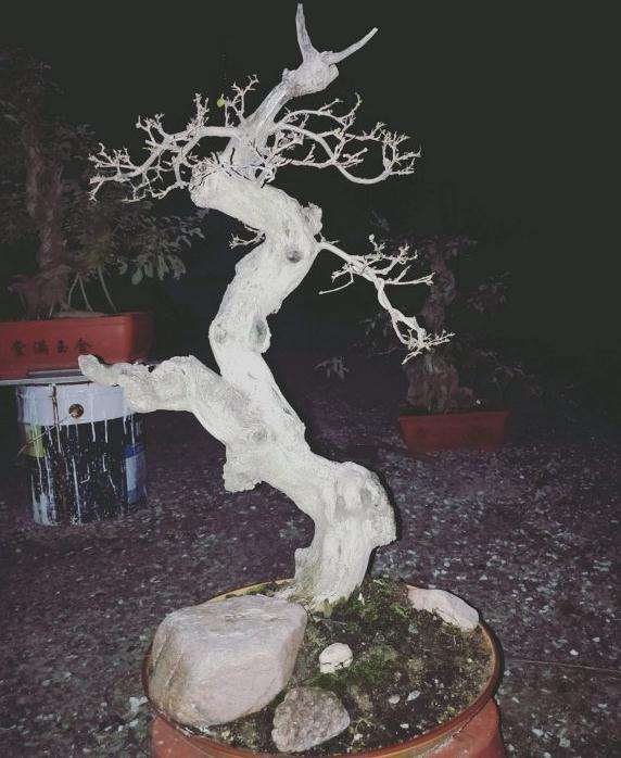 黄荆盆景第二次摘叶 还能生新叶吗