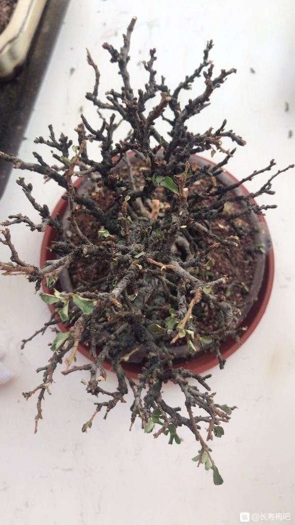 长寿梅盆景摘叶1个月后 不怎么出芽