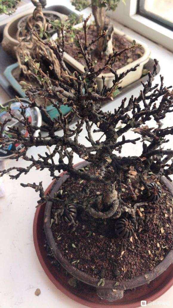 长寿梅盆景摘叶1个月后 不怎么出芽