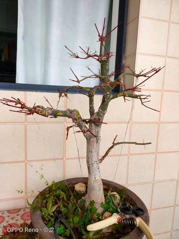 红枫盆景老叶怎么摘叶的方法