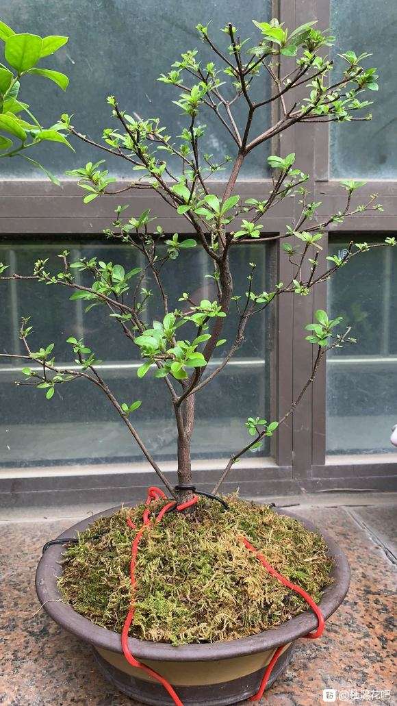 杜鹃盆景4月怎么洗根摘叶套袋的方法