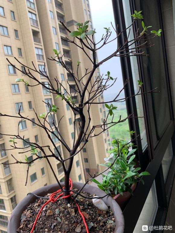 杜鹃盆景4月怎么洗根摘叶套袋的方法