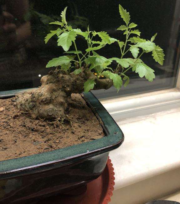 室内盆景晒不到太阳该怎么补光