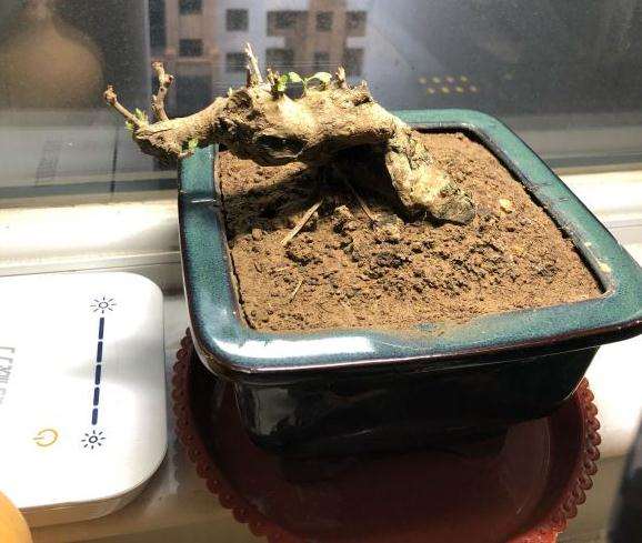 室内盆景晒不到太阳该怎么补光