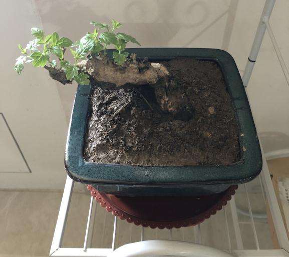 室内盆景晒不到太阳该怎么补光