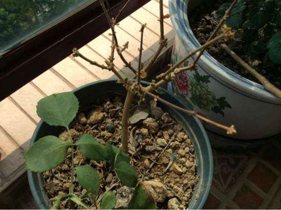 茉莉花盆栽摘叶后 发了很多芽 图片