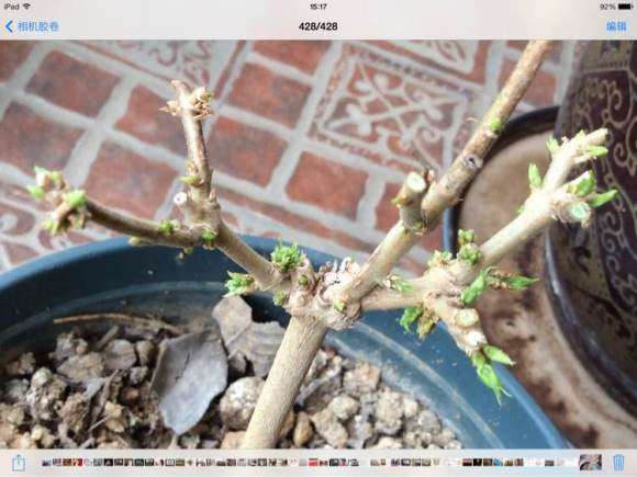 茉莉花盆栽摘叶后 发了很多芽 图片