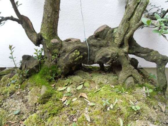 水蜡下山桩怎么选好一点的马槽