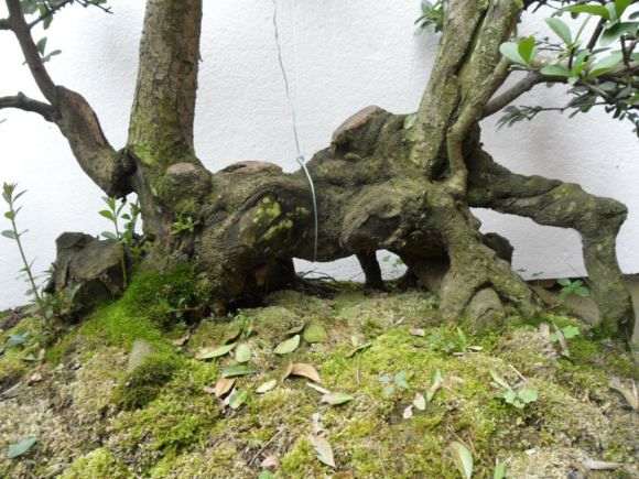 关于对节白蜡和水蜡下山桩的养殖方法