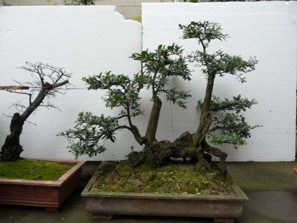 关于对节白蜡和水蜡下山桩的养殖方法