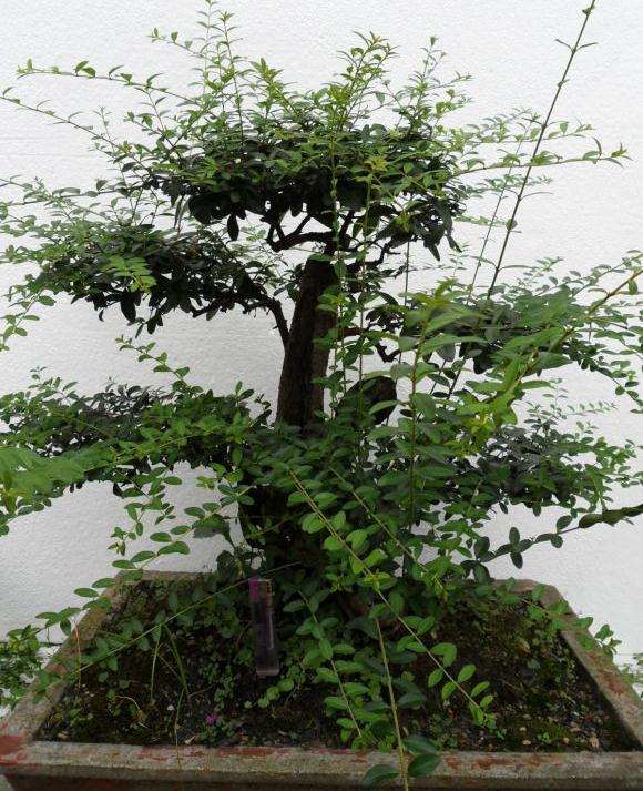 一盆水蜡下山桩修剪前后