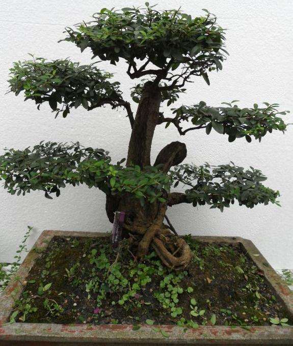 一盆水蜡下山桩修剪前后