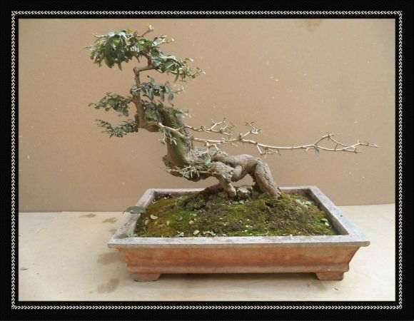 为什么水蜡盆景2年 一定要换盆换土