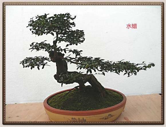 为什么水蜡盆景2年 一定要换盆换土