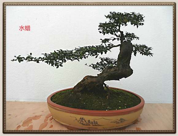 为什么水蜡盆景2年 一定要换盆换土