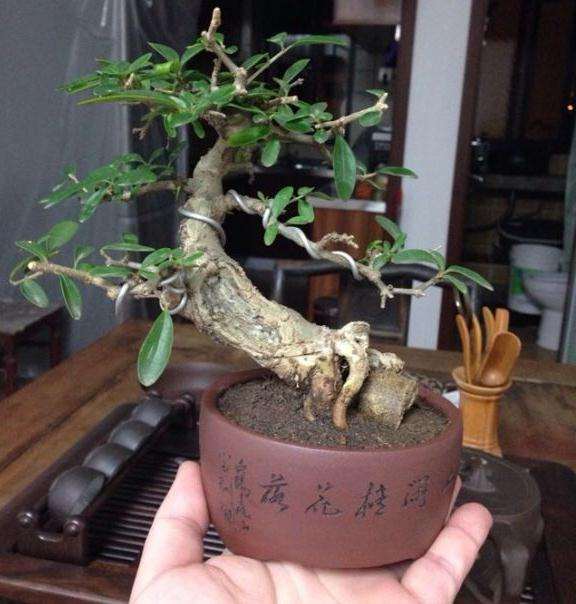 今天买的小品水蜡盆景