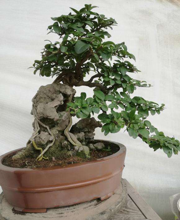 水蜡附石盆景 1700元 不包邮 图片