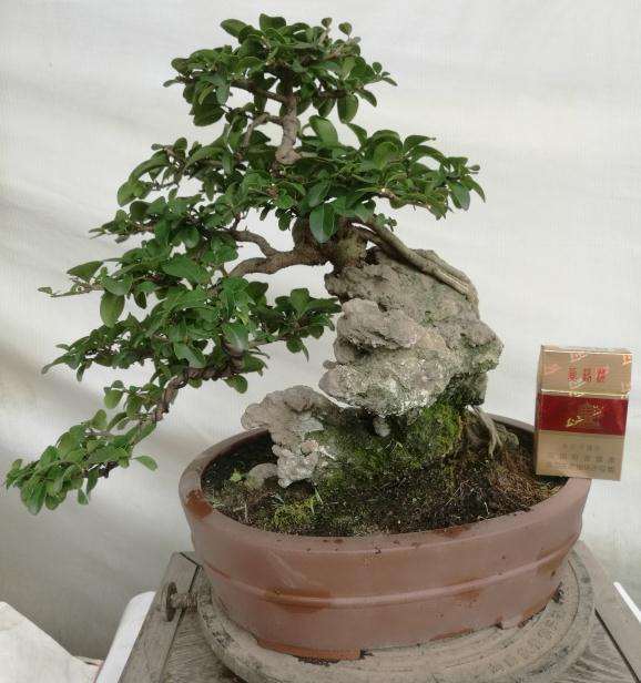 水蜡附石盆景 1700元 不包邮 图片