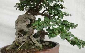 水蜡附石盆景 1700元 不包邮 图片