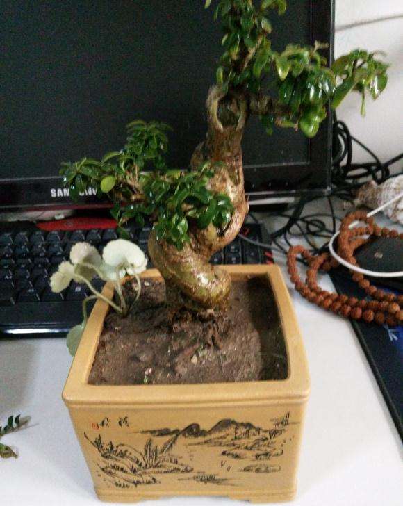 米叶冬青盆景的修剪及造型方法