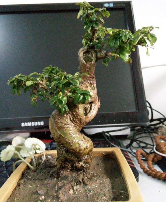 米叶冬青盆景的修剪及造型方法