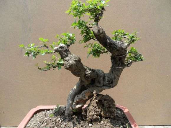 想做个风动式的水蜡盆景